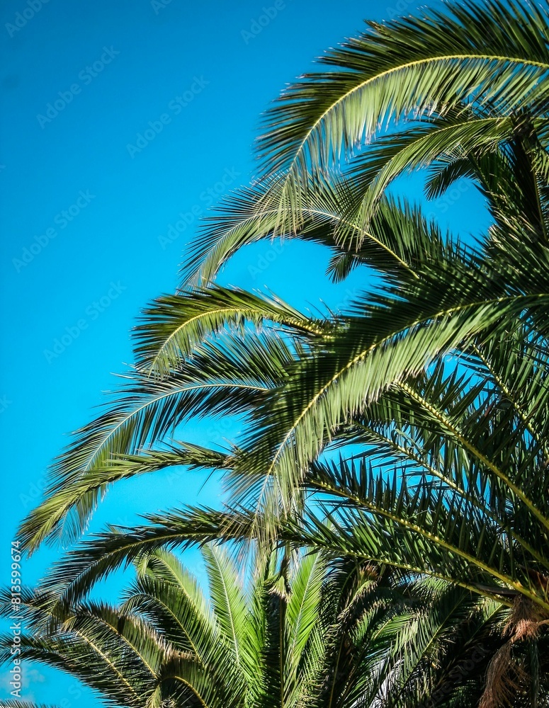 Vertical shot of the green leaves of the palm trees against the clear sunny blue sky Vertical shot of the green leaves of the palm trees against the clear sunny blue sky