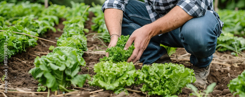 A man is kneeling down in a garden and picking lettuce. The scene is peaceful and serene  with the man surrounded by fresh greens