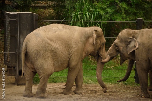 Canvas Print Indian elephants in the wild.