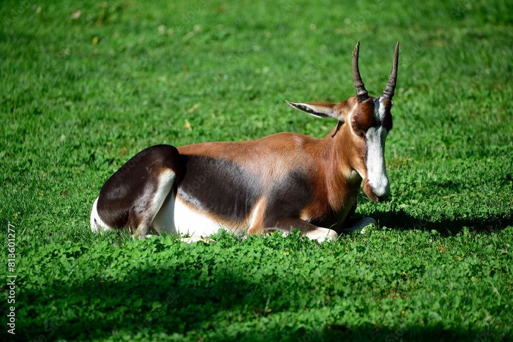 Closeup of an antelope laying on grass Closeup of an antelope laying on grass