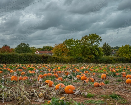 Field with freshly harvested pumpkins