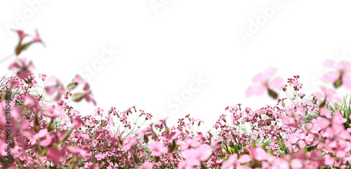 Fototapeta Naklejka Na Ścianę i Meble -  Pink flowers blooming fields isolate on transparent backgrounds 3d rendering png