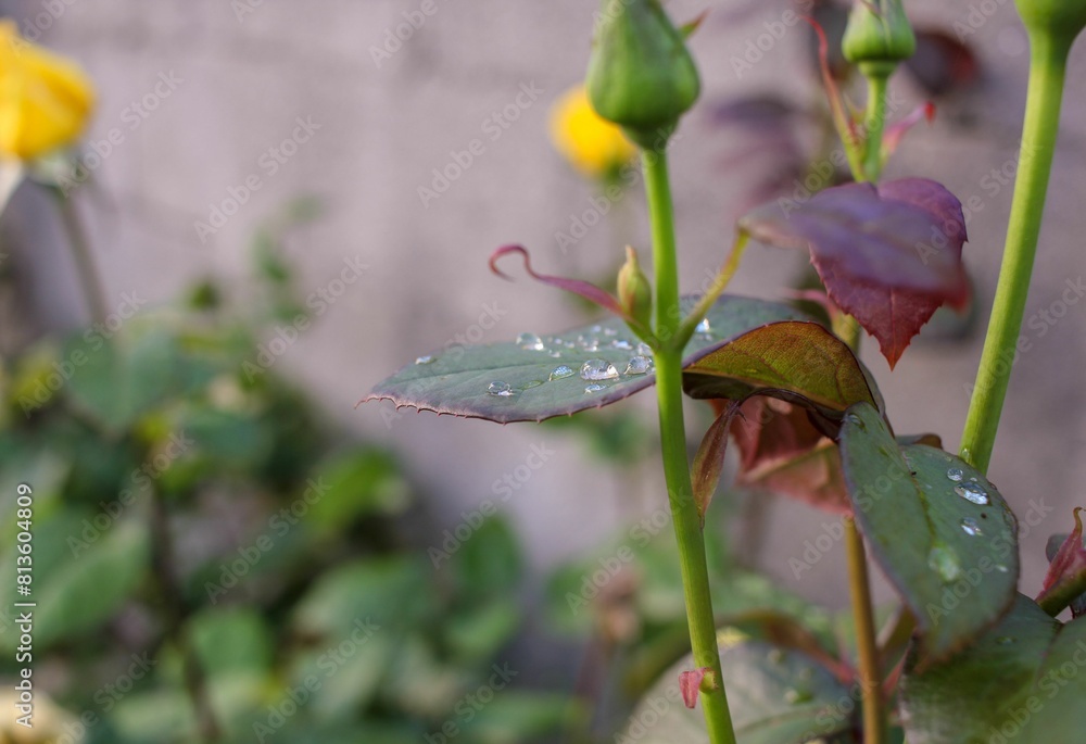 Close-up shot of wet rose buds growing in the garden Close-up shot of wet rose buds growing in the garden
