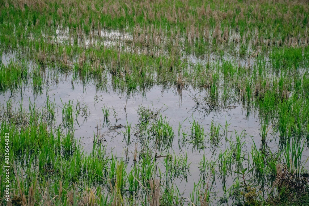 Obraz premium Closeup of swamp with growing grass