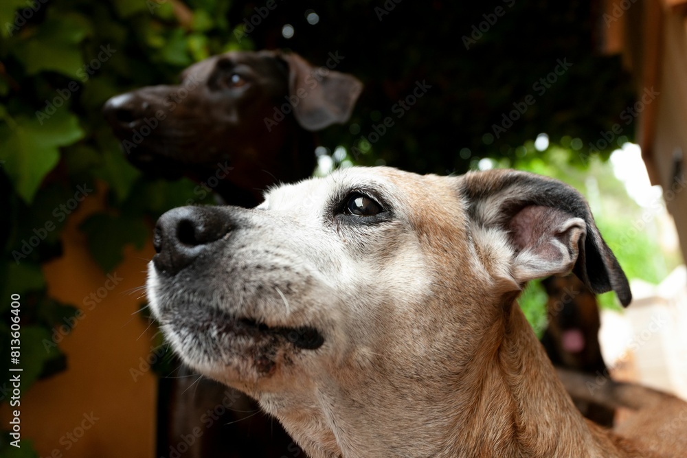 Profile portrait of a Staffordshire Bull Terrier looking up by another dog Profile portrait of a Staffordshire Bull Terrier looking up by another dog