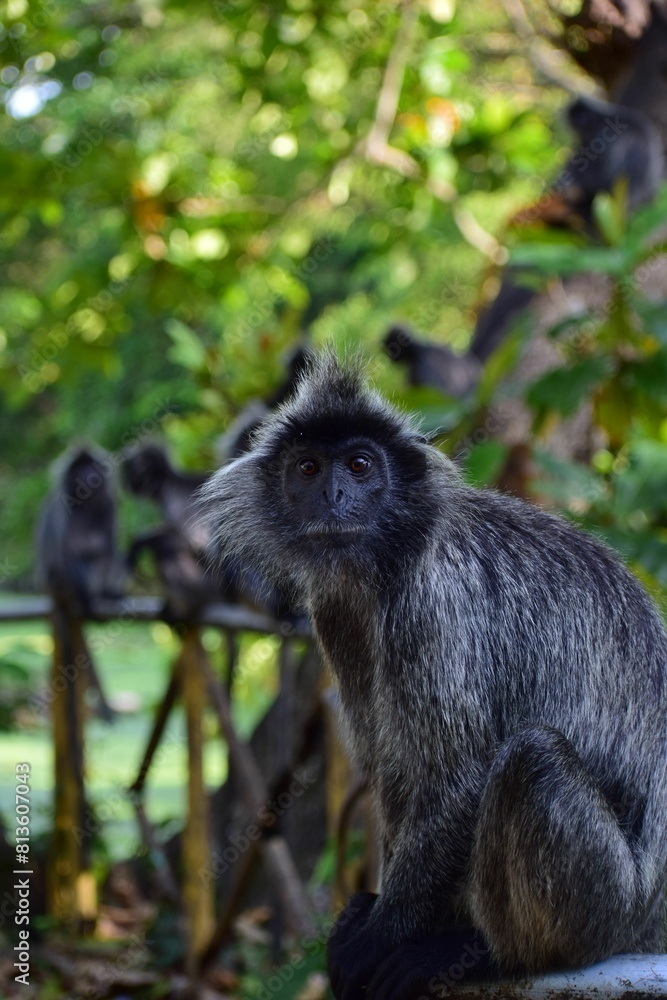 Vertical shot of a black Macaque Monkey sitting and its family on Bridge in background Vertical shot of a black Macaque Monkey sitting and its family on Bridge in background