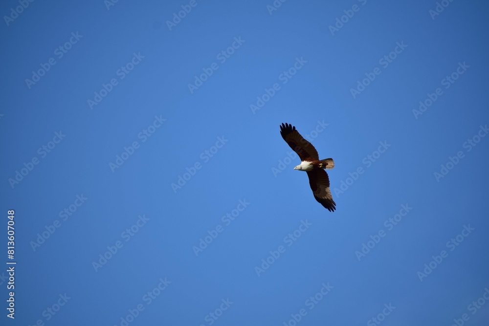 Beautiful shot of an Eagle flying in the sky Beautiful shot of an Eagle flying in the sky