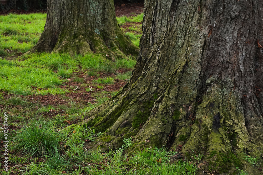 A moss-covered tree trunk stands tall amidst the lush greenery of the woods A moss-covered tree trunk stands tall amidst the lush greenery of the woods