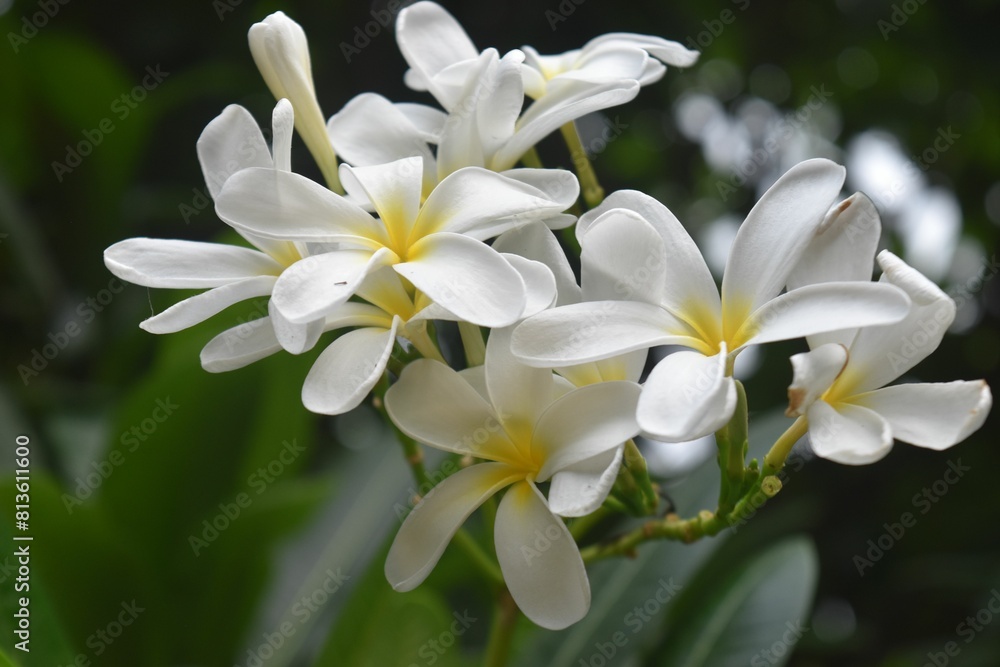 Closeup of white Singapore graveyard flowers in the garden Closeup of white Singapore graveyard flowers in the garden