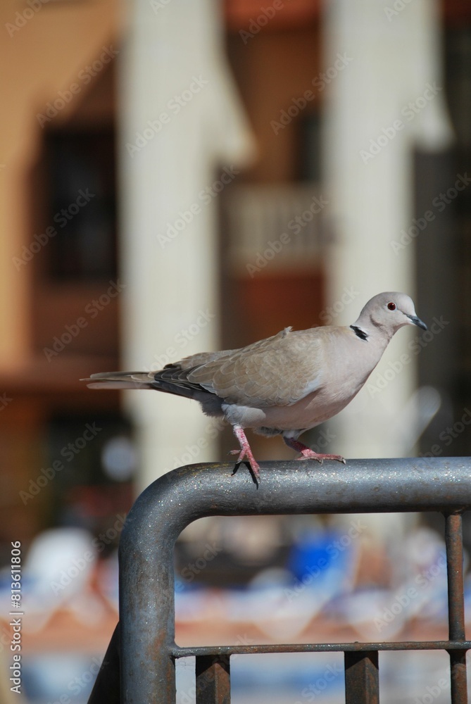 Fototapeta premium Vertical shot of a little pigeon perching on a pipe