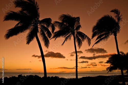 Silhouette of palm trees in a beach during sunset