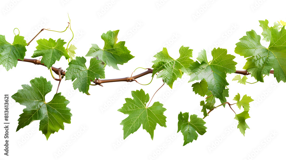 custom made wallpaper toronto digitalGrape leaves vine plant branch with tendrils in vineyard, isolated on transparent background