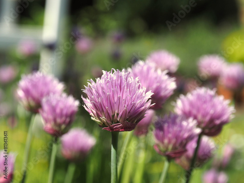 Flowering chive in a natural garden on a sunny day