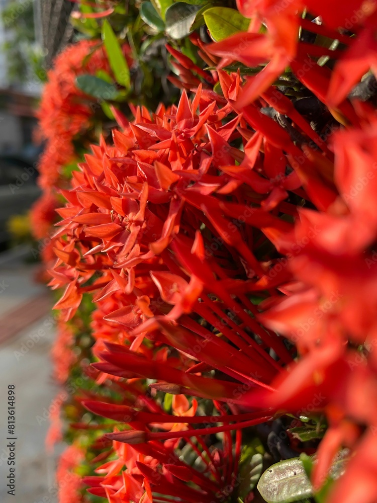 Vertical closeup shot of red West Indian jasmine (Ixora) flowers Vertical closeup shot of red West Indian jasmine (Ixora) flowers