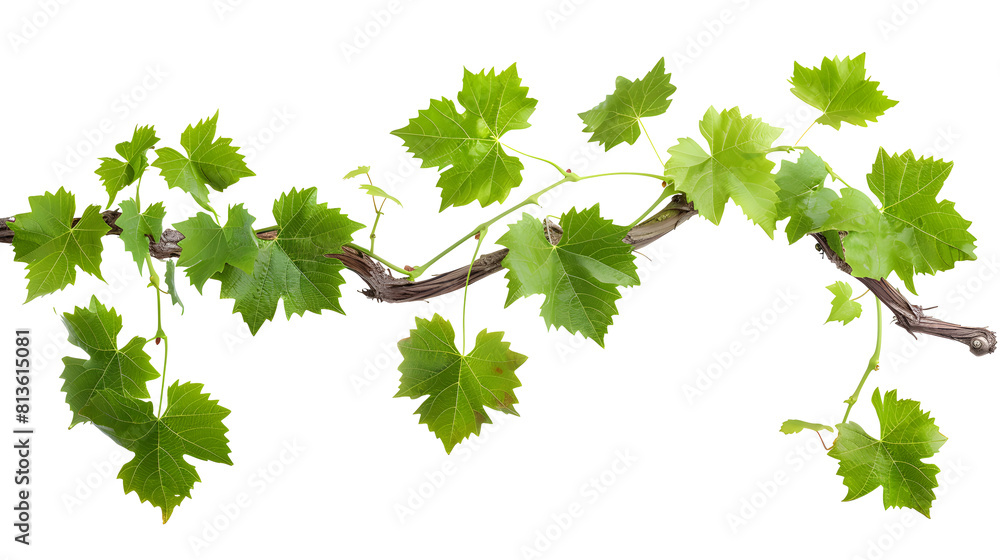 Fototapeta premium Grape leaves vine plant branch with tendrils in vineyard, isolated on transparent background