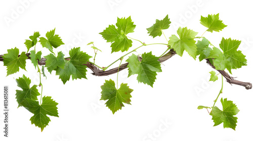Wallpaper Mural Grape leaves vine plant branch with tendrils in vineyard, isolated on transparent background Torontodigital.ca