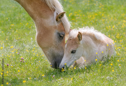 Haflinger horses, mare with young foal together side by side in a green grass meadow with flowers, the mother turns to its resting baby horse