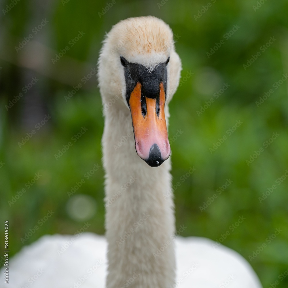 Fototapeta premium Close-up of a white swan with striking orange and black markings on its c