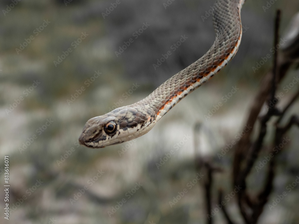 Closeup of a Karoo Sand Snake hanging from a tree branch in a natural outdoor environment. Closeup of a Karoo Sand Snake hanging from a tree branch in a natural outdoor environment.