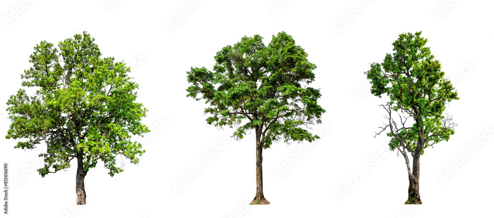 Fototapeta premium Greenery nature trees collection on transparent backgrounds