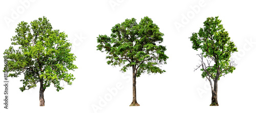 Greenery nature trees collection on transparent backgrounds