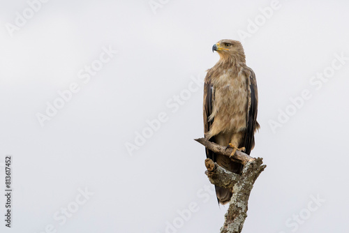 Tawny Eagle (Aquila rapax) perched in dead tree, Serengeti national park, Tanzania.