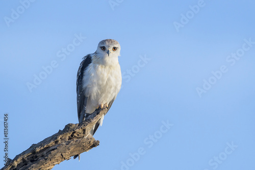 African pygmy falcon (Polihierax semitorquatus) perched in tree branch, looking at camera, Serengeti National Park, Tanzania.