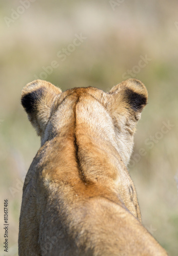 African Lion (Panthera leo) lying down on savanna, seen from behind, looking up with black spotted ears, Serengeti National Park, Tanzania.