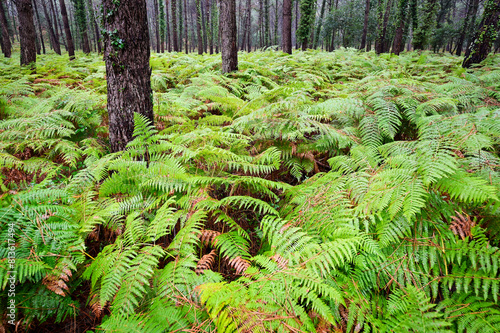 Fern covered pine forest, Parc naturel regional des Landes de Gascogne, France.