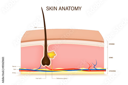 Human skin anatomy vector. Skin layers structure. Epidermis, dermis and hypodermis. Hair, Sensory receptor, Nerve, Artery and Vein.