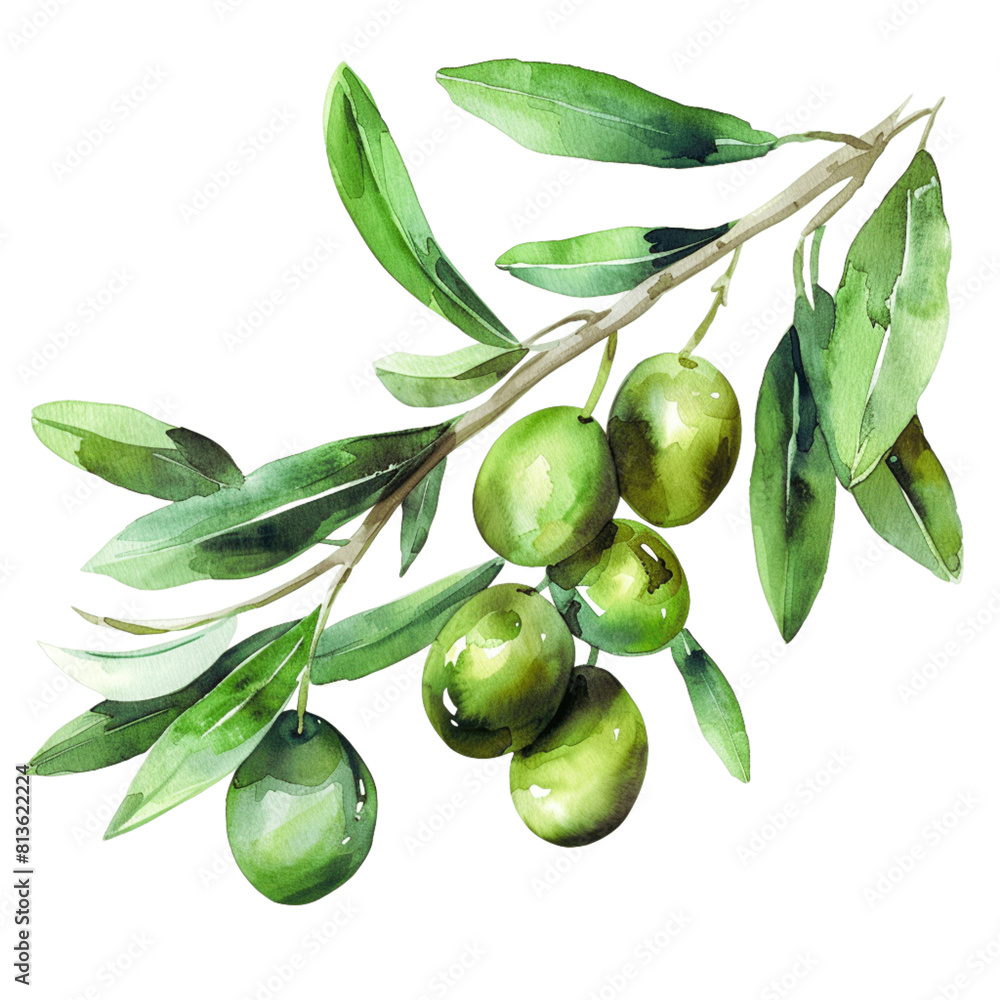 green olive tree leaf's with green olives - 1 green olive tree leaf's with green olives - 1