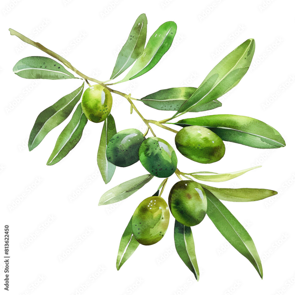 green olive tree leaf's with green olives - 1 green olive tree leaf's with green olives - 1