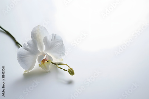 A simple  elegant image of a single white orchid on a pristine white background  emphasizing purity and beauty