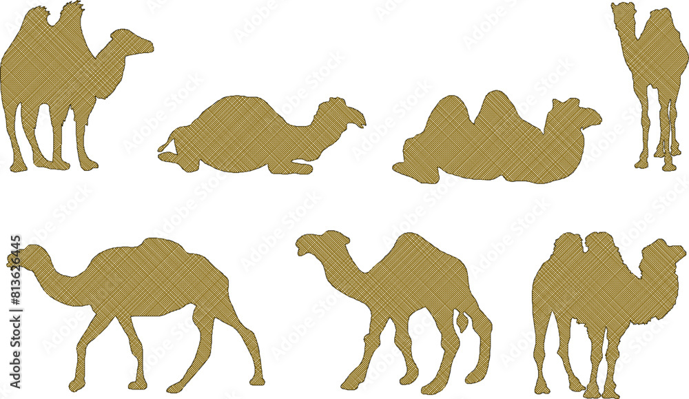 Naklejka premium vector illustration sketch vector design desert animal camel is walking in the desert