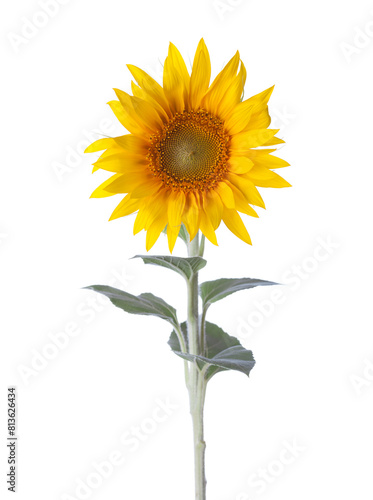Sunflower isolated on a white background.