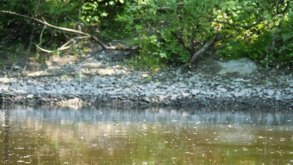 Swarm of Inscets Over Flowing Brown Water, Disease risk from Mosquitoes scene Swarm of Inscets Over Flowing Brown Water, Disease risk from Mosquitoes scene