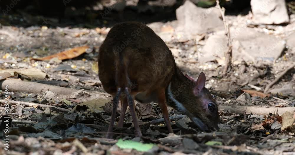 Seen from its back while extending its head towards the right while eating from the ground, Lesser mouse-deer Tragulus kanchil, Thailand Seen from its back while extending its head towards the right while eating from the ground, Lesser mouse-deer Tragulus kanchil, Thailand