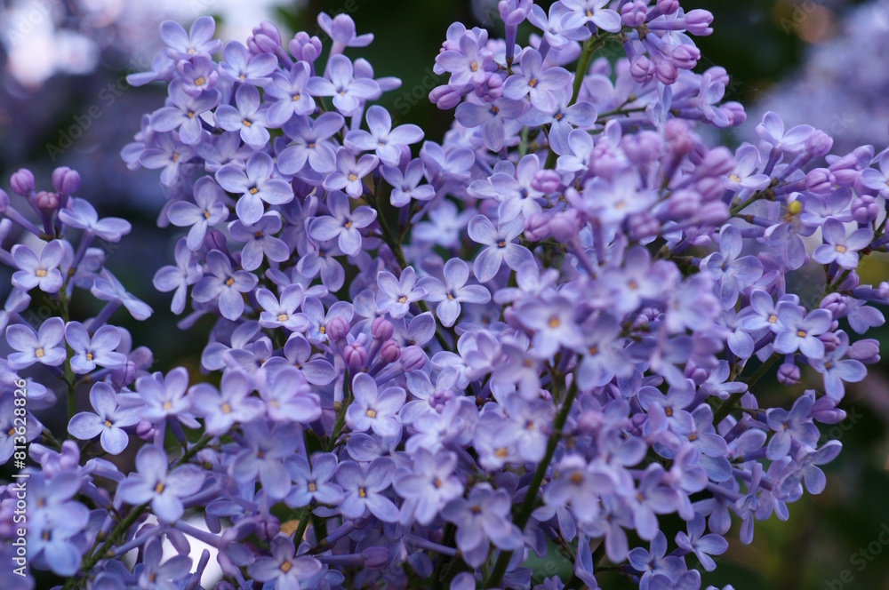 Obraz premium A bouquet of blooming lilacs. Beautiful purple petals. Natural background.
