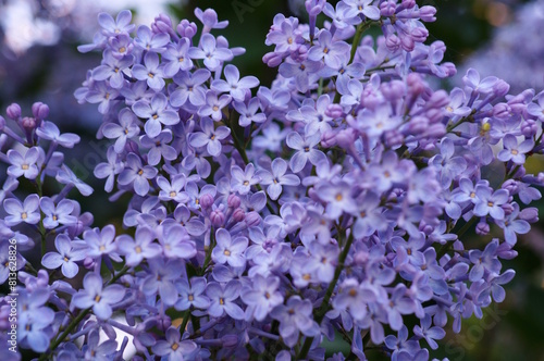 A bouquet of blooming lilacs. Beautiful purple petals. Natural background.