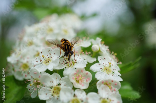 A bee collects pollen from a hawthorn tree.
