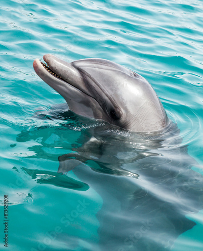 Dolphin poking its head out of water