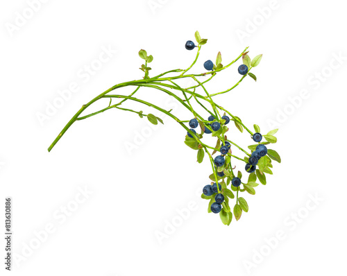  Blueberry branch isolated over white
