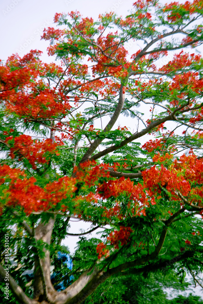 Naklejka premium the seeds of Royal poinciana are very fleshy and delicious. eaves of Royal poinciana have a feather-like appearance and a characteristic bright, pale green color
