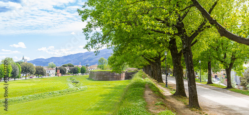 Panorama of trees on the historic surrounding city wall of Lucca, Italy