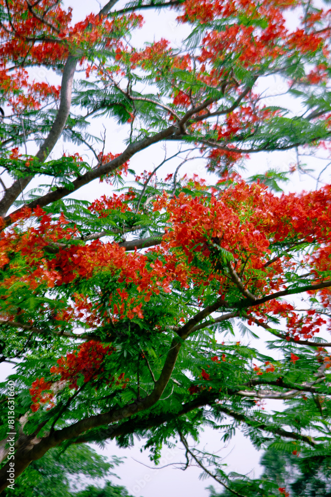 Naklejka premium Royal poinciana the fifth petal grows straight,Royal poinciana a little larger than the other 4 and mottled with color.Royal poinciana is white/yellow or orange