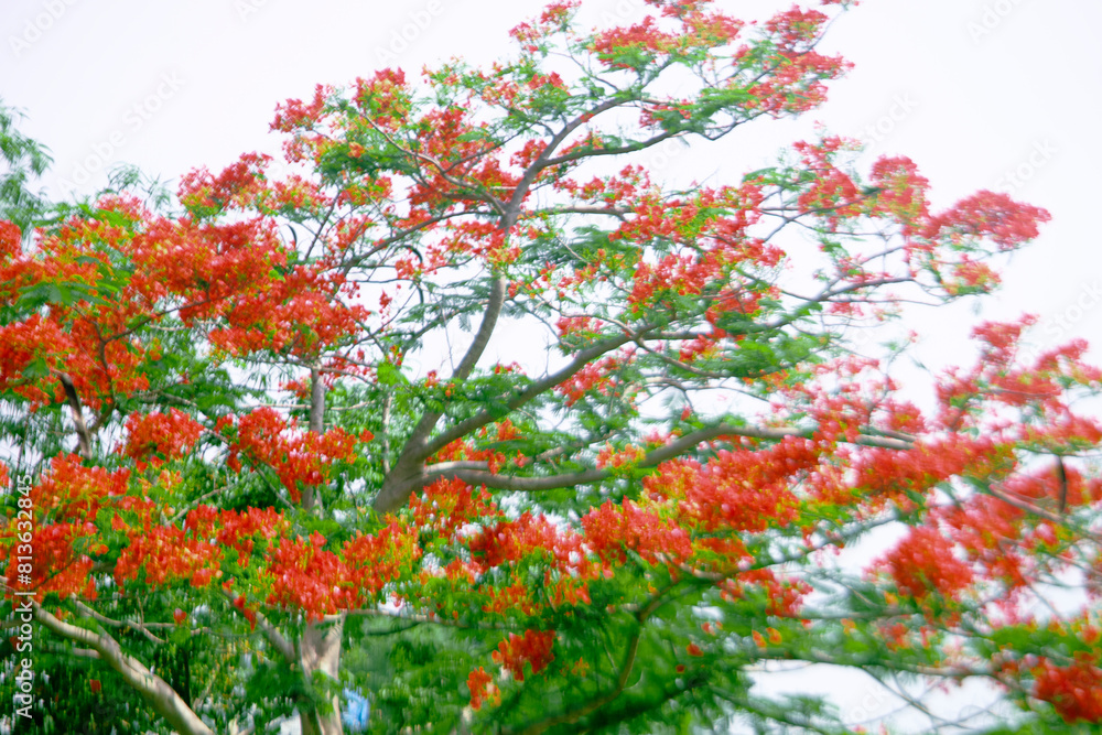 Royal poinciana the fifth petal grows straight,Royal poinciana a little larger than the other 4 and mottled with color.Royal poinciana is white/yellow or orange Royal poinciana the fifth petal grows straight,Royal poinciana a little larger than the other 4 and mottled with color.Royal poinciana is white/yellow or orange