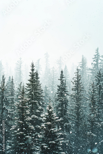 Capture the quiet beauty of a snow-covered evergreen forest  with tall trees standing tall against a backdrop of pristine white snow. The minimalist composition  with just the trees and snow.