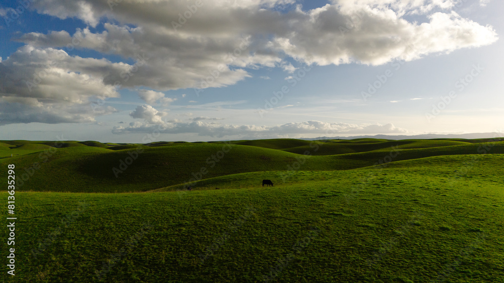 Fototapeta premium An impressive landscape of green meadows or hills on which cows graze. Drone photo