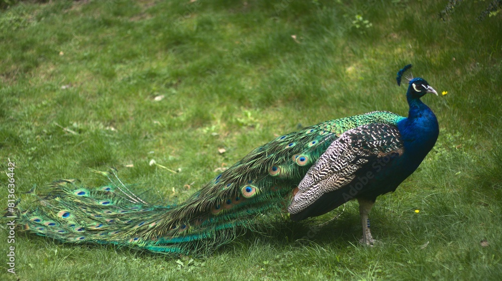 Obraz premium Portrait of a male Peacock in the grass.