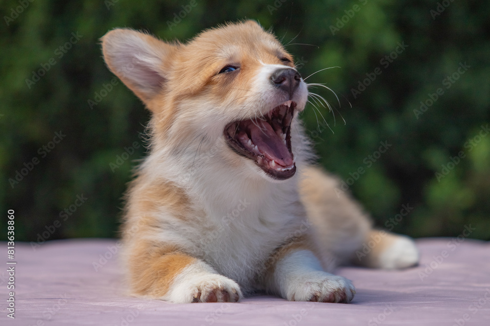 Welsh Corgi Pembroke puppy against a green background Welsh Corgi Pembroke puppy against a green background